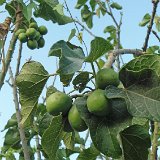 Jatropha curcas Los Molinos Ica, Peru ®MCA DSC02189.JPG